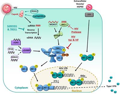 Manipulation of Mononuclear Phagocytes by HIV: Implications for Early Transmission Events